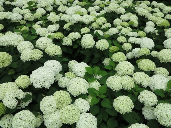 Img_0542_s Img_0542_s