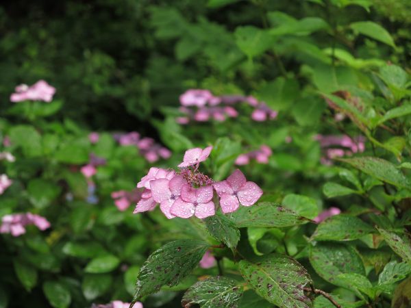 Img_0562_s Img_0562_s