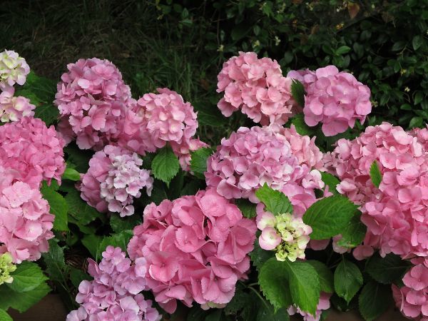 Img_0588_s Img_0588_s